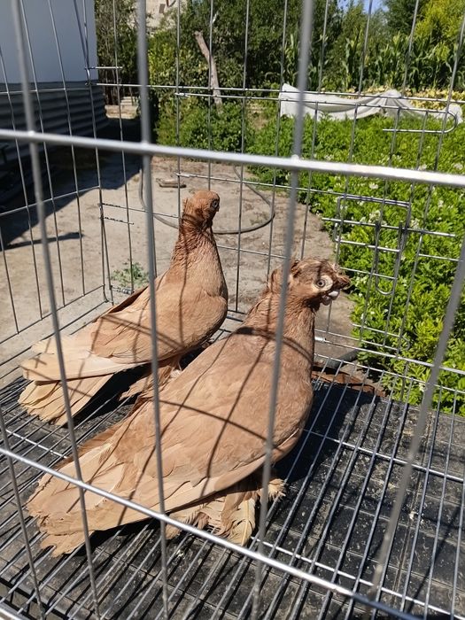 Продам 3 пары голубей