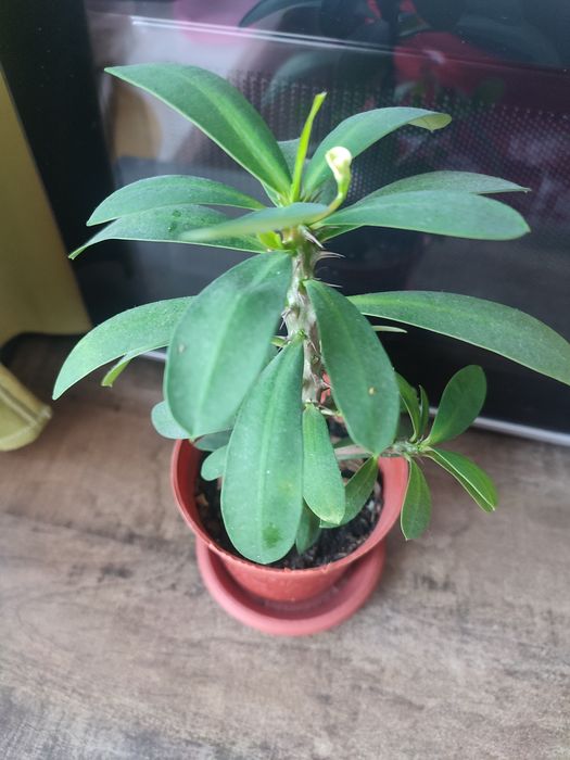 Молочай Миля белый.