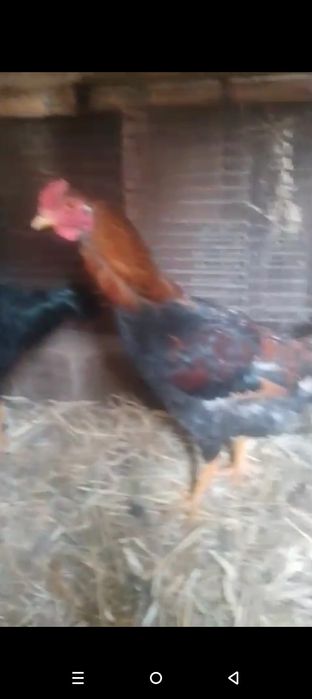 Продам 2 петушка или обмен