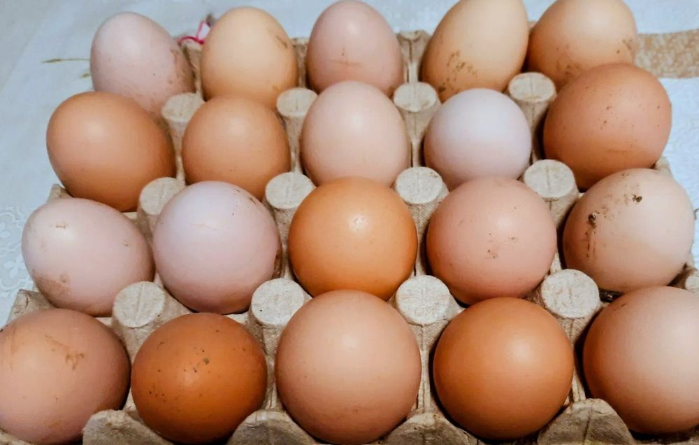 Vând ouă de găină crescute in libertate