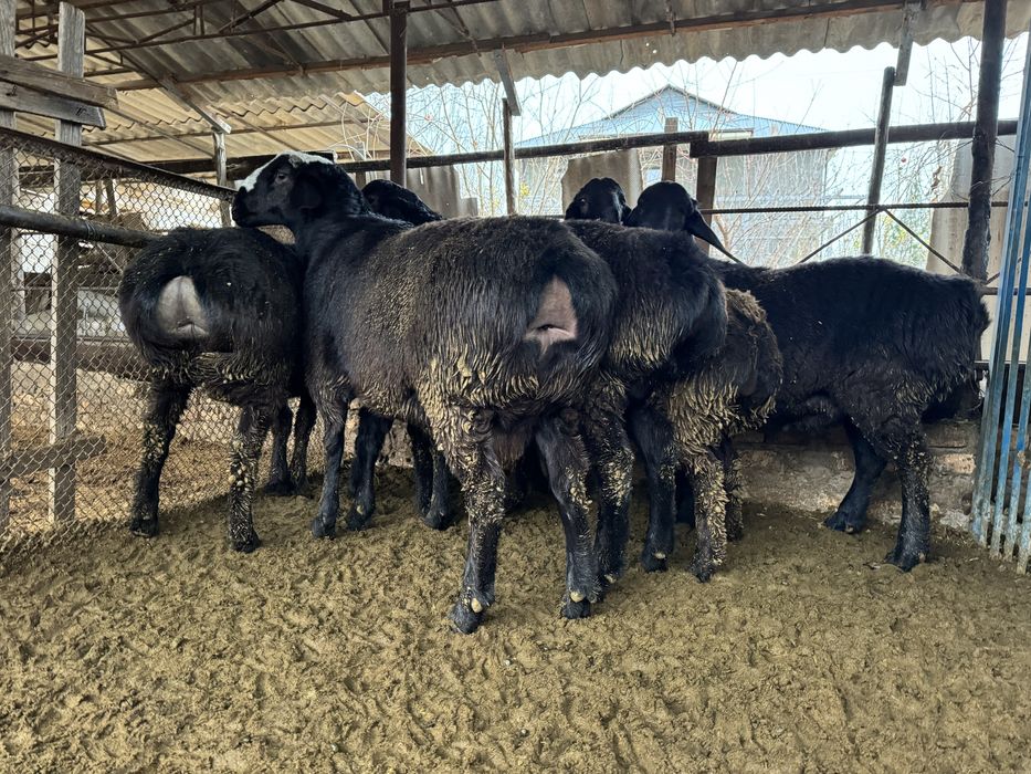 Продаются кучкары