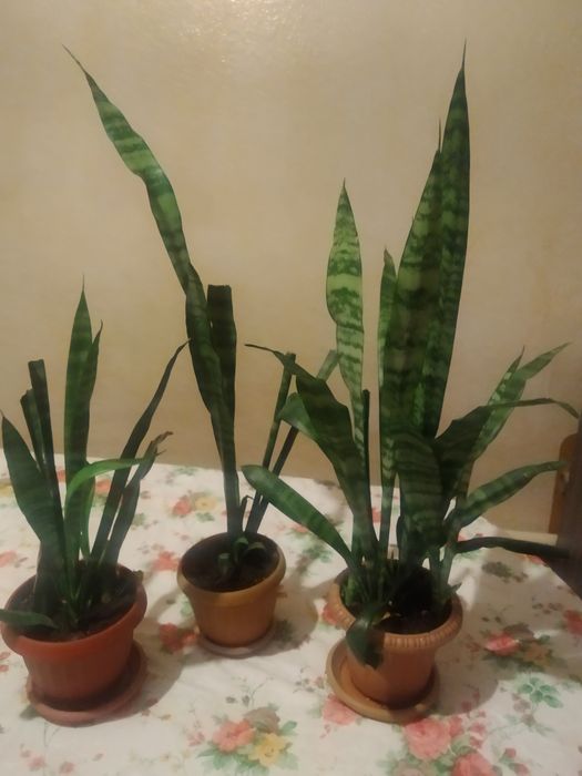 Продам комнатные цветы