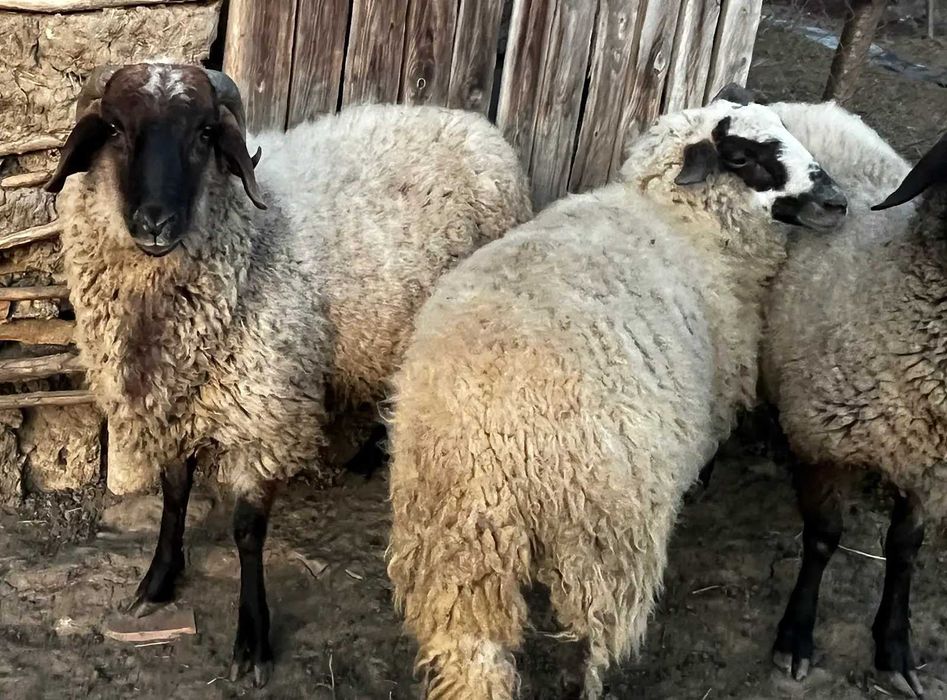 Vand berbec si mielute carabase de prasila