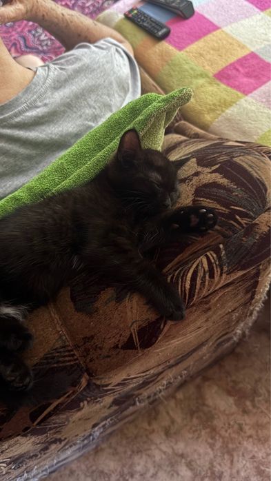 Отдам котят в хорошие руки