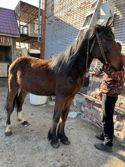 Продам элитного коня