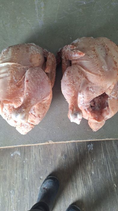 Продаем домашних броллеров