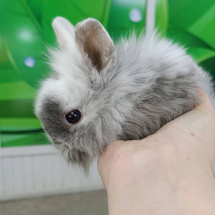 Карликовые домашние кролики