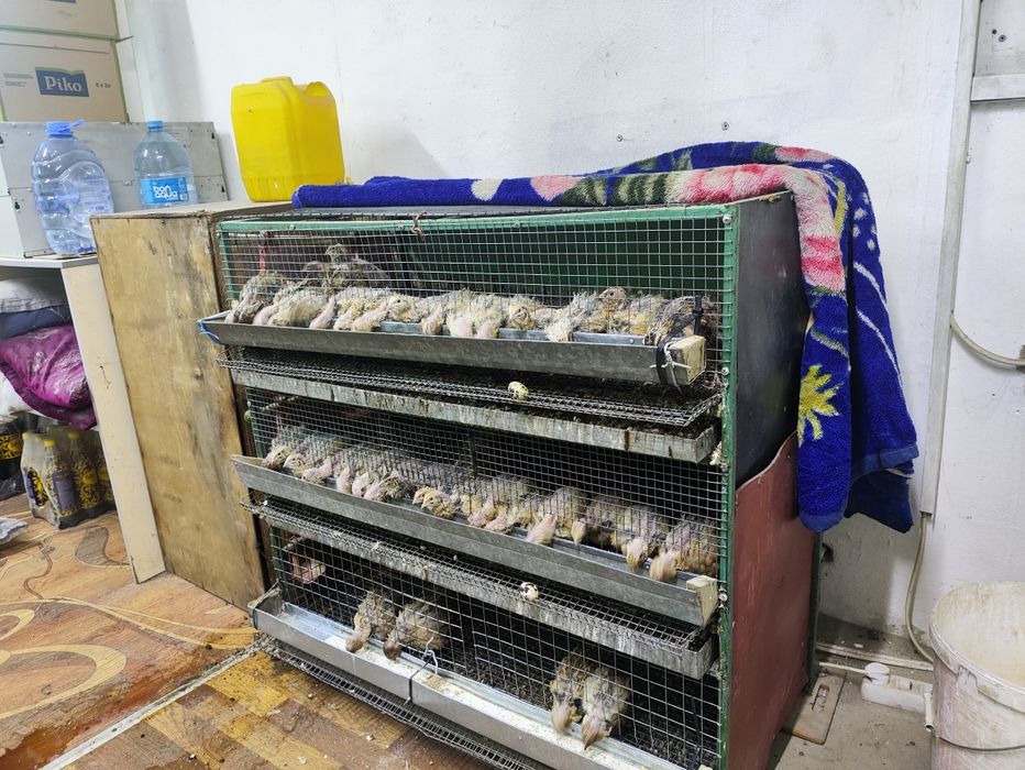 Перепёлка плюс клетка