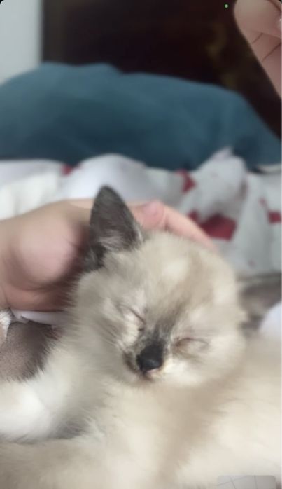 Сиамская кошечка