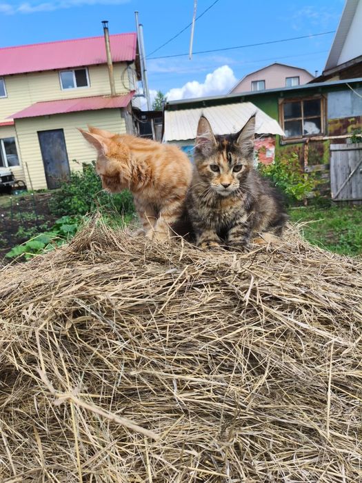 Продам котят мейн-куна, полидакты