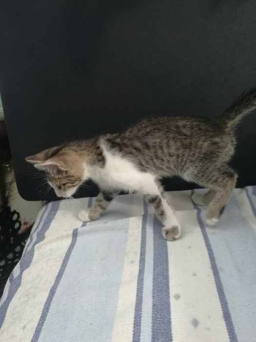 4 pisicute - adoptie