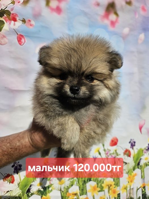 Чудные малыши шпица с питомникв