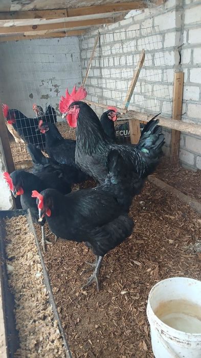 Gigant Qora Shaxzoda Xo'rozlari sotilodi