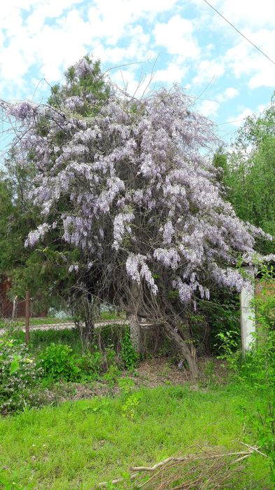 Глициния. Декоративная цветущая лиана