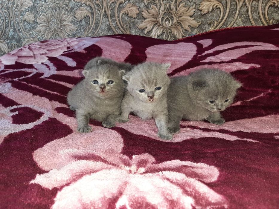 Порода:Британская короткошерстная