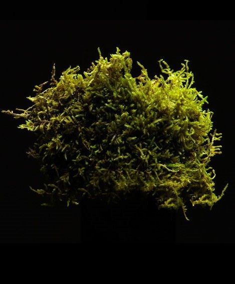 Интериорно озеленяване с естествен скандинавски мъх