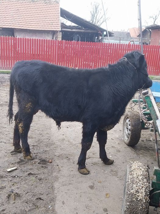 Taurași de vânzare