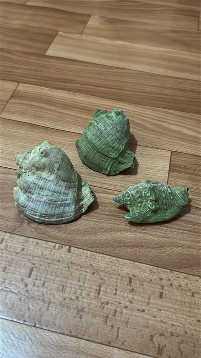 Аквариум аквариумистика ракушки