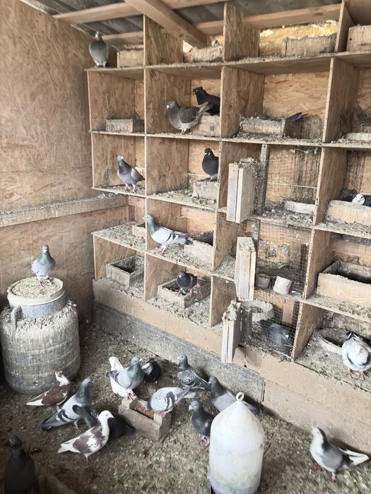 Desfiintez voliera porumebi