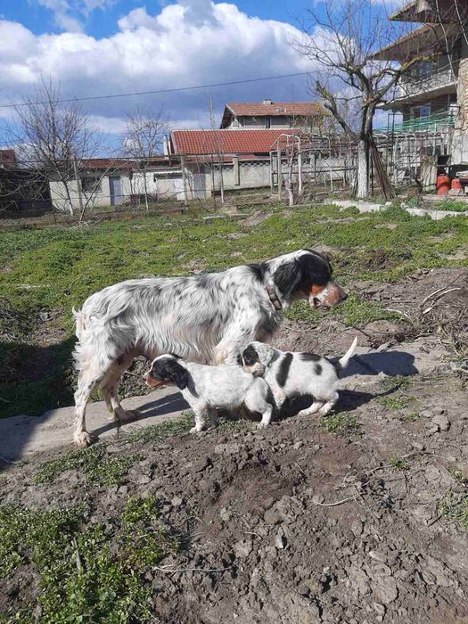 Продавам малки английски сетерчета