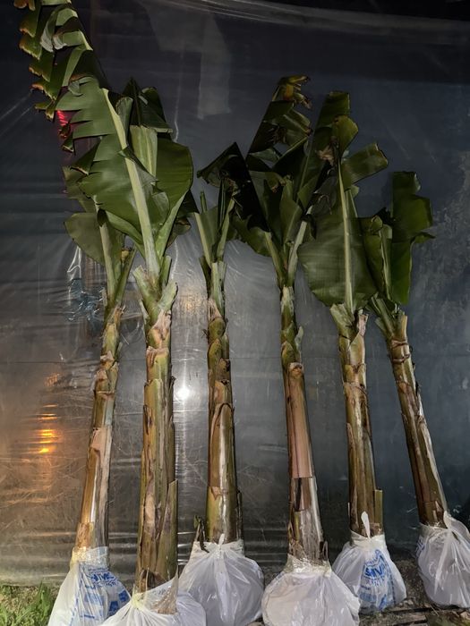 Банан саженцы.            .