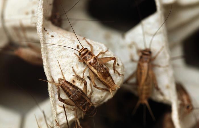 Кормовые сверчки