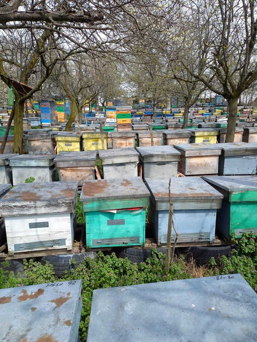 Vand lazi de albine 12 rame+magazii 1/2