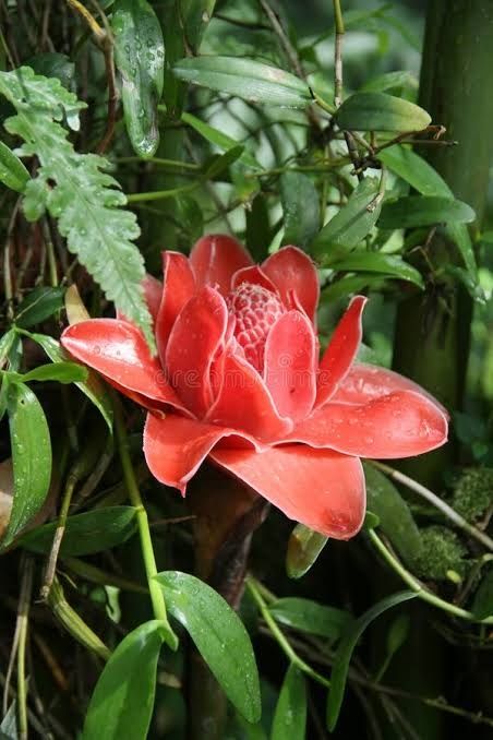 Ginger Blossom арома масло для аромадиффузор