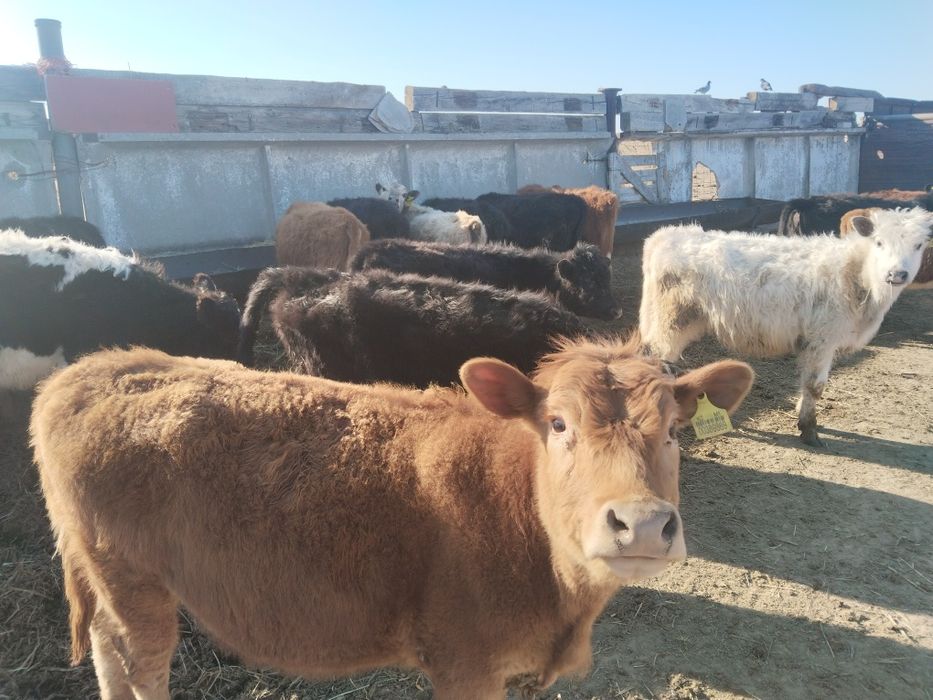 Продам подсос бычков и телят бука