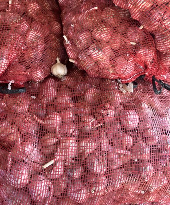 Vând usturoi de pus în pământ