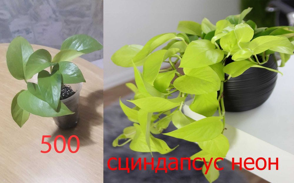 Продам  разные  цветы