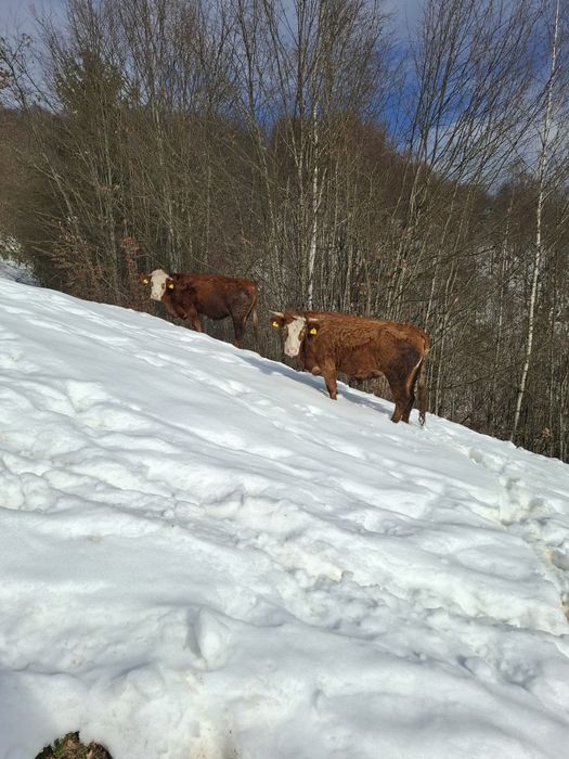 Vând junci 1 an și 6 luni