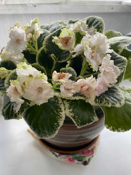 Красивые комнатные цветы