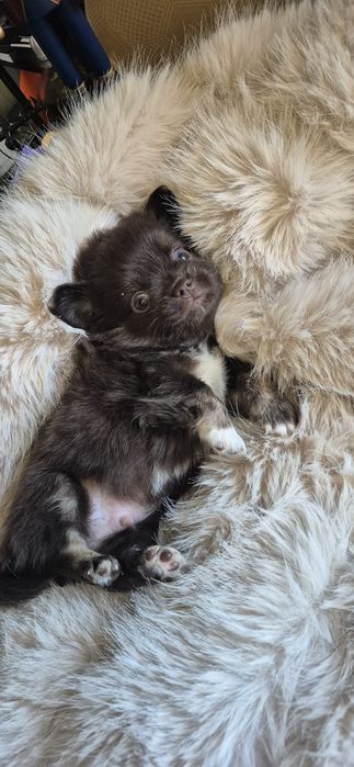 Chihuahua ciocolatiu cu acte