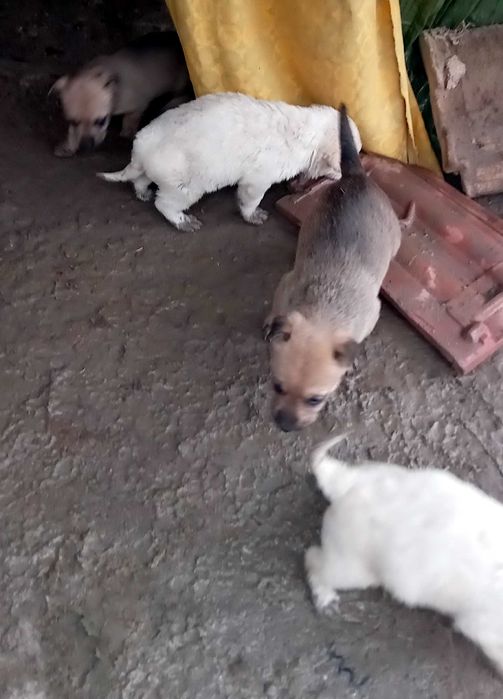 Кученца за подаряване.