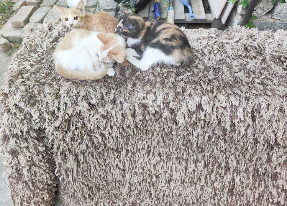 Игривые            Котята