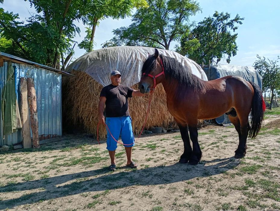 Armasarii de vânzare se pot vedea și proba la Brăila Comuna Gemenele