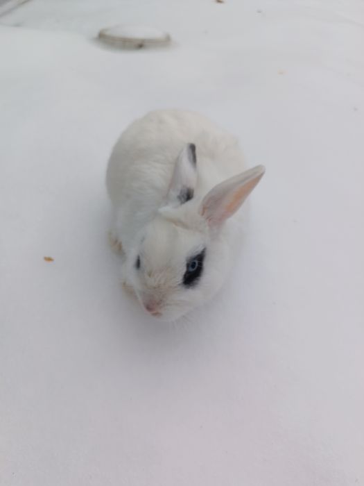 Продам декоративного кролика.
