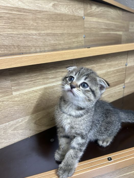 Веслоухие котята