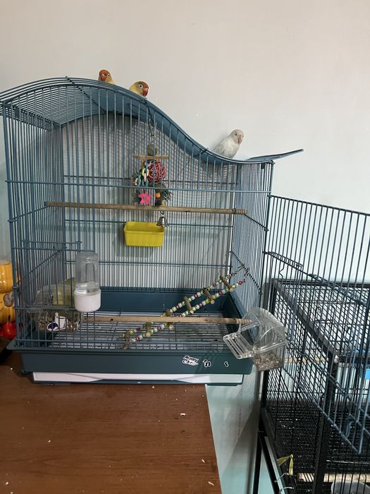 Жақында жұмыртқалайды екеуіде