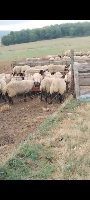 Vând oi suffolk și mielute