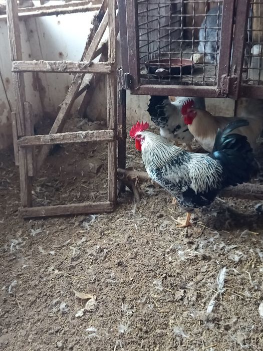 Продам петухов молодых