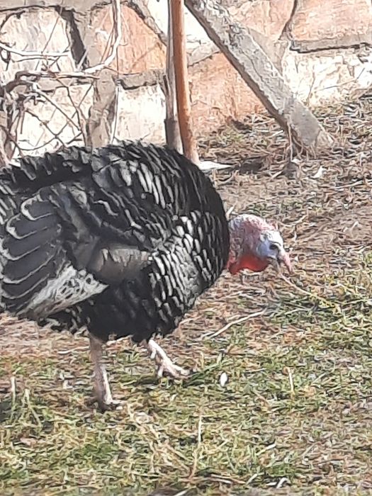 Эркак курка сотилади