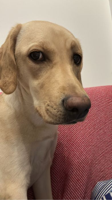 Лабрадор в добрые руки