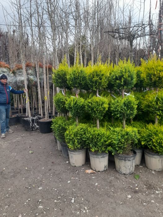 Amenajări grădini Leylandii photinia  Evudimus  Prunus