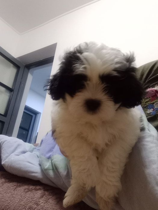 Donez bichon vârsta de două luni au carnet de sănătate și deparazitare