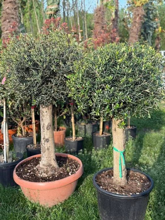 Vând plante ornamentale și livrez