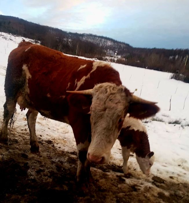 Jurinca baltata românească cu vițel