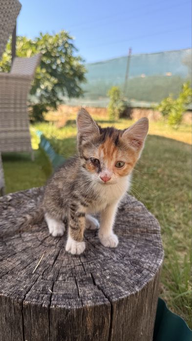 Подарявам малко коте