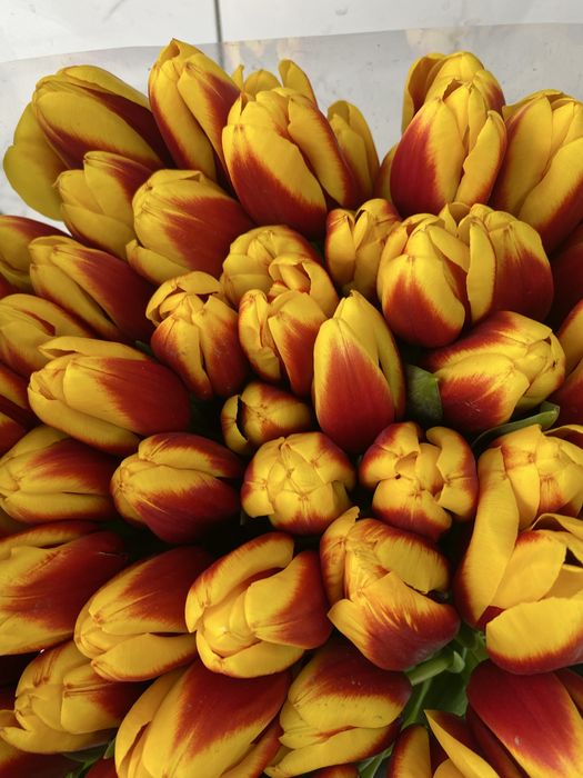 Цветы, тюльпаны,распродажа,